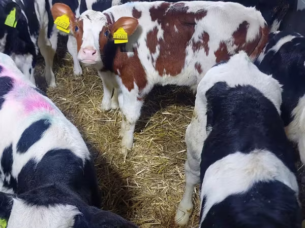 Taureau, Simmental cattle
