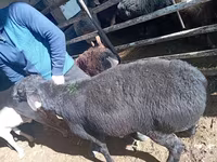 Carnero, Ovejas — foto 4