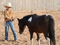 Cheval, Pinto horses — photo 8