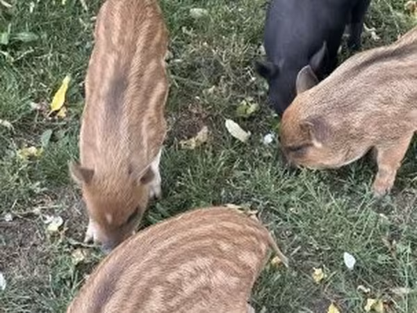 सूअर (लॉट, लिंग निर्दिष्ट नहीं), Вьетнамская вислобрюхая