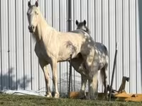 Horse (M), Kentucky mountain daddle horse — photo 3