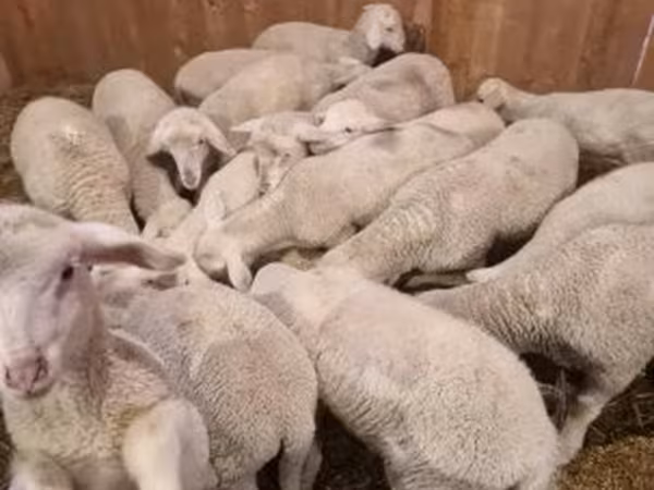 Ram, Merinoland sheep