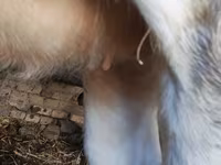 Buğa, Simmental cattle — foto 4