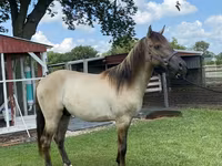 Cheval, Rocky Mountain Horse — photo 6