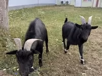 Bode, Nigerian dwarf goats — foto 3