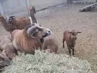 公羊, Cameroon sheep — 照片 5