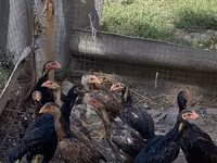 Chickens — Foto 3