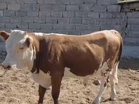 सांड, Swiss cattle — फ़ोटो 2