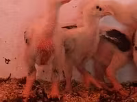 Chickens — Foto 8