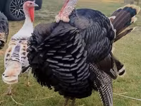 Turkeys — Foto 2
