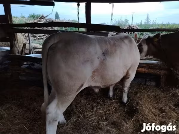 सांड, Charolais cattle