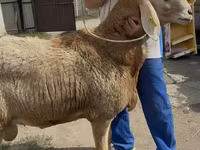 نعجة, Baerchuke sheep — الصورة 1