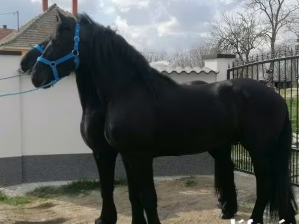 Hengst, Friesian
