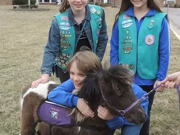 حصان, Miniature horse