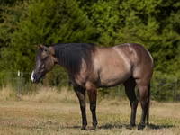 Kůň, Quarter Horse — foto 2