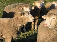 Widder, Ile-de-France sheep — Foto 3