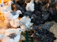 Chickens — 写真 1