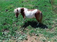 Yegua, Australian Pony — foto 3