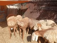 公羊, Rhon sheep — 照片 3