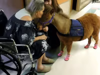 Mare, Miniature horse — photo 3