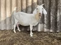 बकरा, Saanen goat — फ़ोटो 3