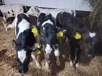 Byk, Simmental cattle — zdjęcie 5
