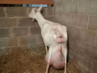 Ziege, Saanen goat — Foto 4