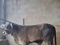 Bulle, Brahman — Foto 3
