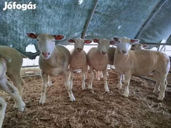 Schaf, Ile-de-France sheep