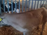 सांड, Simmental cattle — फ़ोटो 2