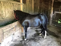 حصان, Shetland Pony — الصورة 2