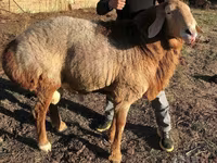 Widder, Schafe — Foto 1