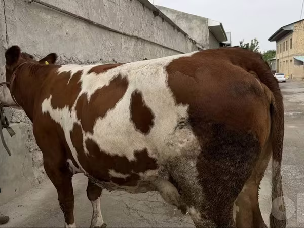 Корова, Simmental cattle