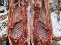 Pigs (batch, sex not specified), Мангалица — photo 1