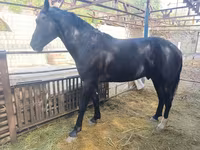 Hengst, Friesian sport horse — Foto 1