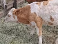 Býk, Simmental cattle — foto 4