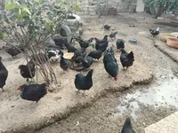 أوسترالورب — الصورة 4