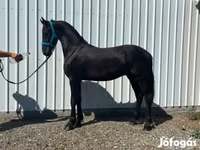 Koń, Dutch warmblood horse — zdjęcie 1