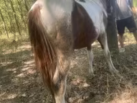 حصان, Indian half-bred — الصورة 4