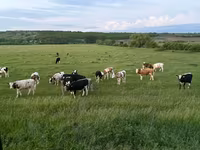 Vache, Russian Black pied cattle — photo 3