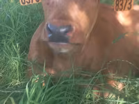 Vache, Simmental cattle — photo 2