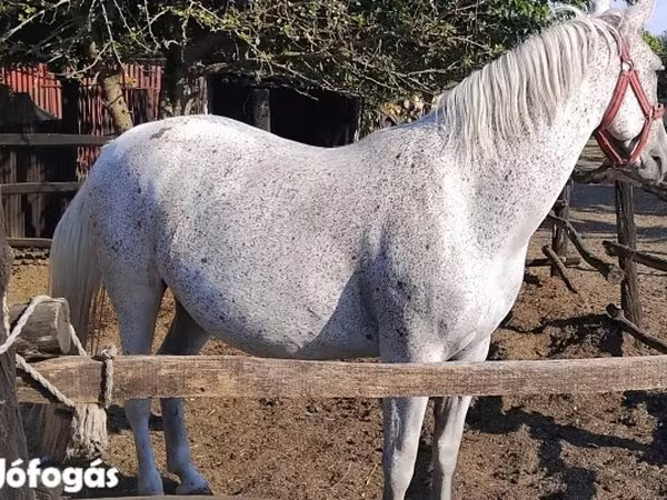 Stute, Lipizzaner