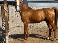 Horse (M), Russian Don — photo 2