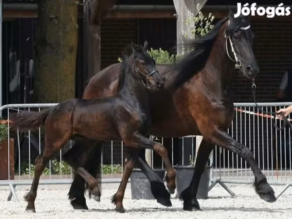 Koń, Friesian