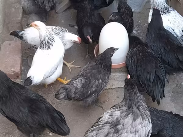 Australian Pit Game fowl