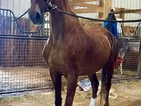 Jument, Dutch warmblood horse — photo 3