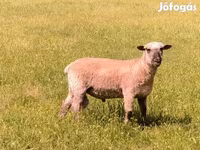 Widder, Shroshire sheep — Foto 5