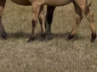 Hengst, Bashkir horse — Foto 5