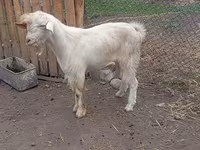 Billy Goat, Saanen goat — photo 4