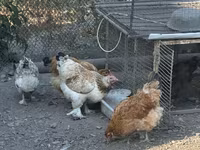 Gallina checa dorada veteada — foto 3